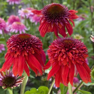 Эхинацея Echinacea Eccentric
